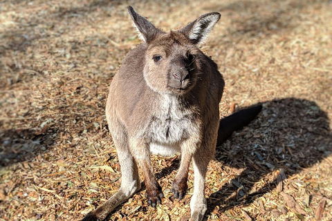 Blue Mountains Private Tour - Wild Kangaroos, Waterfalls And The Three Sisters - Restaurant Canberra 2