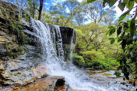 Blue Mountains Private Tour - Wild Kangaroos, Waterfalls And The Three Sisters - Restaurant Canberra 5
