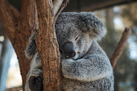Sydney Taronga Zoo General Entry Ticket - Restaurant Canberra 3