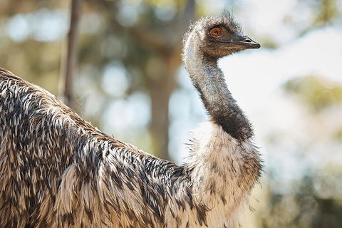 Sydney Taronga Zoo General Entry Ticket - Restaurant Canberra 4