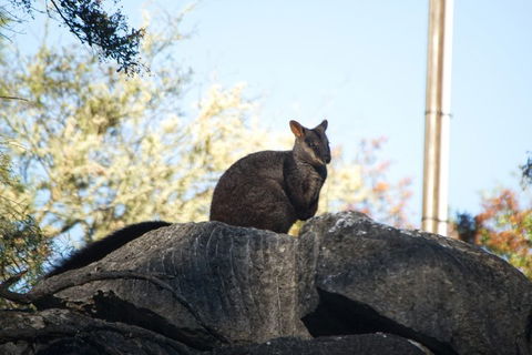 The Explorers' Discovery Tour - Gold, Wine & Wildlife - Restaurant Canberra 4