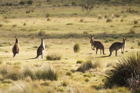 The Explorers' Discovery Tour - Gold, Wine & Wildlife - Restaurant Canberra 5