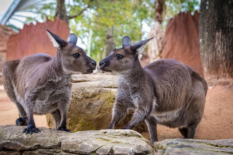 The Ultimate Sydney Attractions Pass - Restaurant Canberra 2