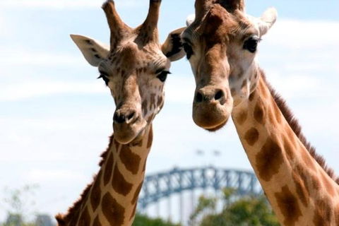 Sydney Harbour Ferry With Taronga Zoo Entry Ticket - Restaurant Canberra 1