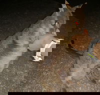 Private Tour to Paronella Park Historic Village Herberton and wild life Wallaby - Restaurant Canberra