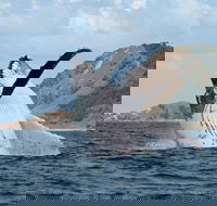 Byron Bay Whale Watching Cruise - Restaurant Canberra