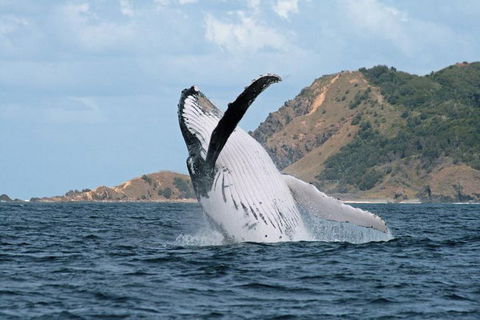 Byron Bay Whale Watching Cruise - Restaurant Canberra 0
