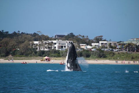 Byron Bay Whale Watching Cruise - Restaurant Canberra 3