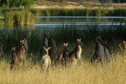 Canberra - The National Capital | Full Day Private Tour | Departs From Sydney - Restaurant Canberra 3