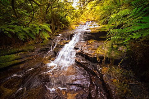 Fully Inclusive Blue Mountains Private Tour Inc Scenic World & Featherdale Entry - Restaurant Canberra 3