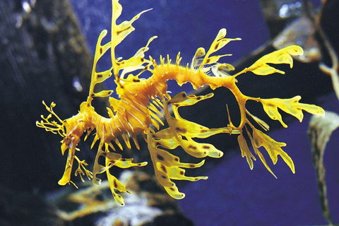 SEA LIFE Melbourne Aquarium Admission Ticket - Restaurant Canberra 0