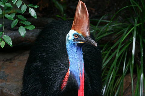 Cape Tribulation, Daintree Rainforest And Wildlife Tour - Restaurant Canberra 5