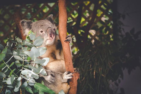 Small-Group Blue Mountains Day Trip From Sydney With Wildlife Park - Restaurant Canberra 2