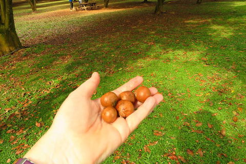 3-Hour Small-Group Byron Bay Tour - Restaurant Canberra 2