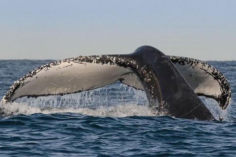 Sydney Whale-Watching Cruise Including Lunch Or Breakfast - Restaurant Canberra 0