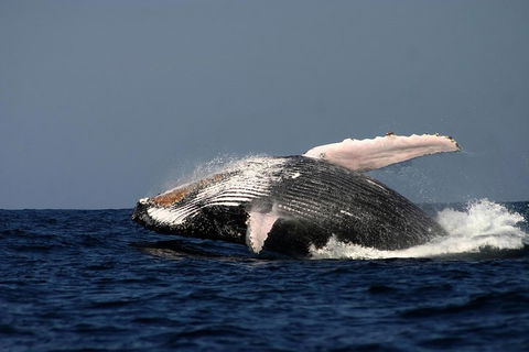 Sydney Whale-Watching Cruise Including Lunch Or Breakfast - Restaurant Canberra 1