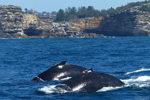 Sydney Whale-Watching Cruise Including Lunch Or Breakfast - Restaurant Canberra 2