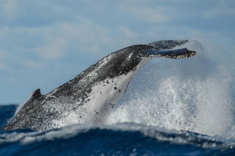 Sydney Whale-Watching Cruise Including Lunch Or Breakfast - Restaurant Canberra 4