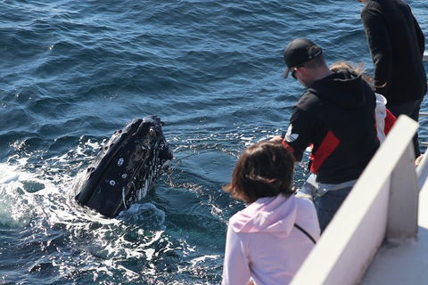 Sydney Whale-Watching Cruise Including Lunch Or Breakfast - Restaurant Canberra 5