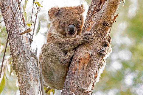 Wild Australian Wildlife 4WD Tour From Sydney - Restaurant Canberra 1