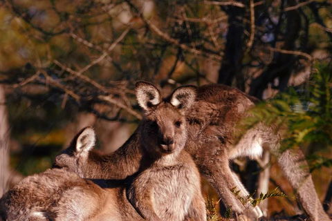 Wild Australian Wildlife 4WD Tour From Sydney - Restaurant Canberra 3