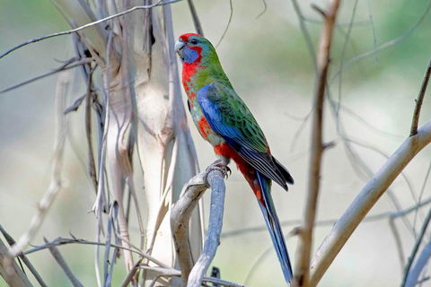 Wild Australian Wildlife 4WD Tour From Sydney - Restaurant Canberra 5