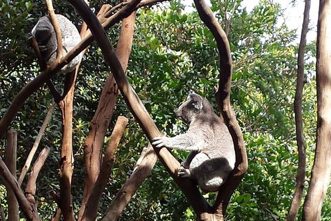 Small-Group Blue Mountains Tour With Bush Walks And Featherdale Wildlife Park - Restaurant Canberra 5