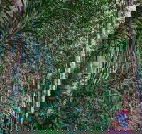 Atherton Tablelands Rain Forest by Night from Cairns - Restaurant Canberra