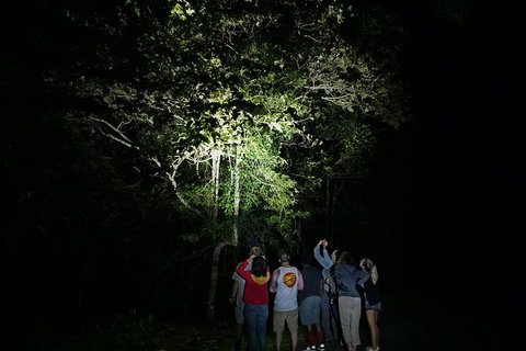 Atherton Tablelands Rain Forest By Night From Cairns - Restaurant Canberra 2