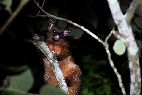 Atherton Tablelands Rain Forest By Night From Cairns - Restaurant Canberra 4