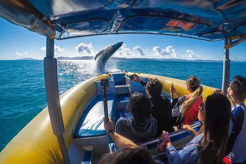 Ocean Rafting Tour To Whitehaven Beach, Hill Inlet Lookout & Top Snorkel Spots - Restaurant Canberra 4