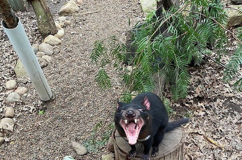 Featherdale Wildlife Park General Admission - Restaurant Canberra 1