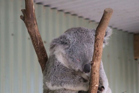 Featherdale Wildlife Park General Admission - Restaurant Canberra 3