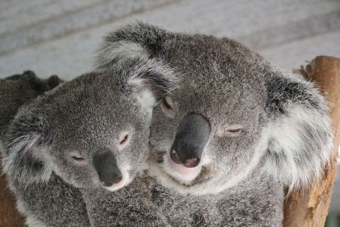 Featherdale Wildlife Park General Admission - Restaurant Canberra 4