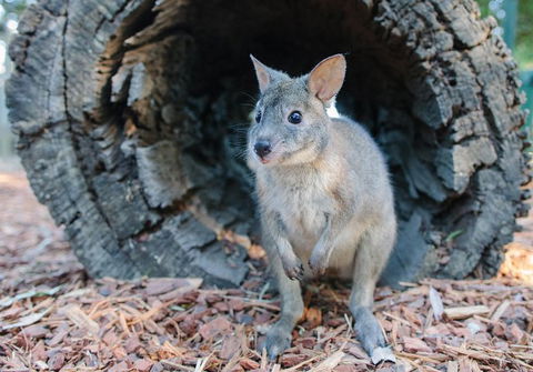 Featherdale Wildlife Park General Admission - Restaurant Canberra 5