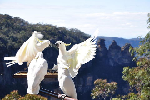 Private Blue Mountains Tour - Restaurant Canberra 1