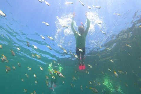 Manly Snorkel Trip And Nature Walk With Local Guide - Restaurant Canberra 0