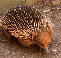 Puffing Billy And Healesville Sanctuary Scenic Tour - Restaurant Canberra