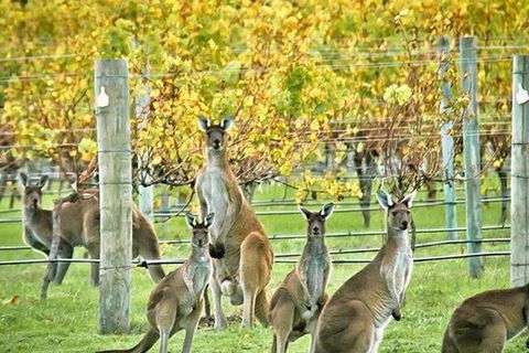 Margaret River Indulge And Discover Day Tour - Restaurant Canberra 0