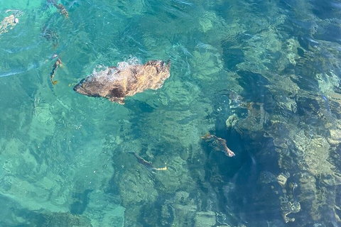 Aquascene Magnetic Island Discovery Tour - Restaurant Canberra 1