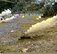 Kiama South Coast Tour with Coastline Farmlands Aboriginal Engravings  Lunch - Restaurant Canberra