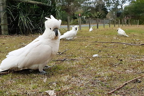 Kiama South Coast Tour With Coastline, Farmlands, Aboriginal Engravings & Lunch - Restaurant Canberra 0