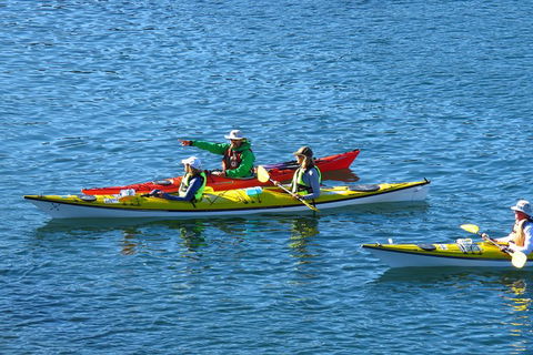Half-Day Sydney Middle Harbour Guided Kayaking Eco Tour - Restaurant Canberra 0