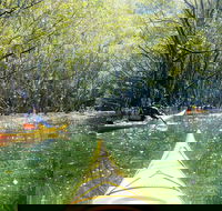 Middle Harbour Mangrove Explorer - Restaurant Canberra