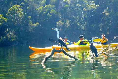 Middle Harbour Mangrove Explorer - Restaurant Canberra 2