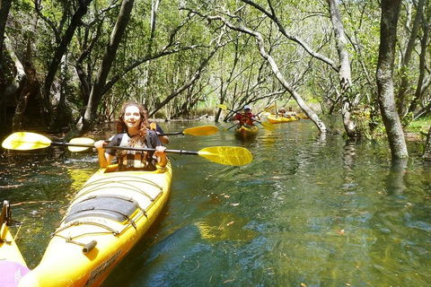 Middle Harbour Mangrove Explorer - Restaurant Canberra 4