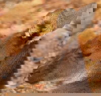 Australian animals Seascape and Sunset Photography Tour - Restaurant Canberra