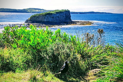 Erupting Blowholes And Ancient Rainforests With 'Personalised Sydney Tours' - Restaurant Canberra 3