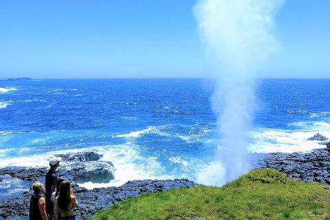 Erupting Blowholes And Ancient Rainforests With 'Personalised Sydney Tours' - Restaurant Canberra 5