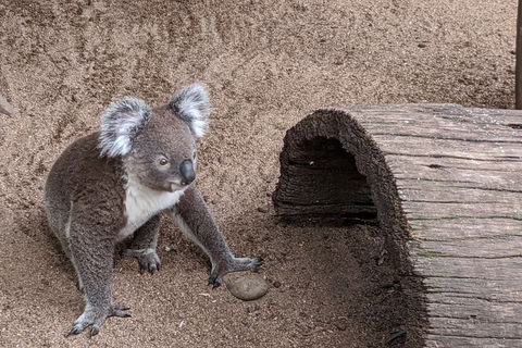 Australian Wildlife & Waterfalls Private Tour With 'Personalised Sydney Tours' - Restaurant Canberra 0